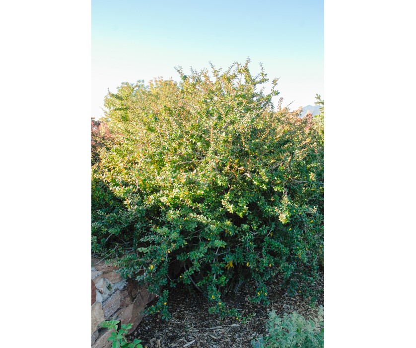 Japanese Barberry